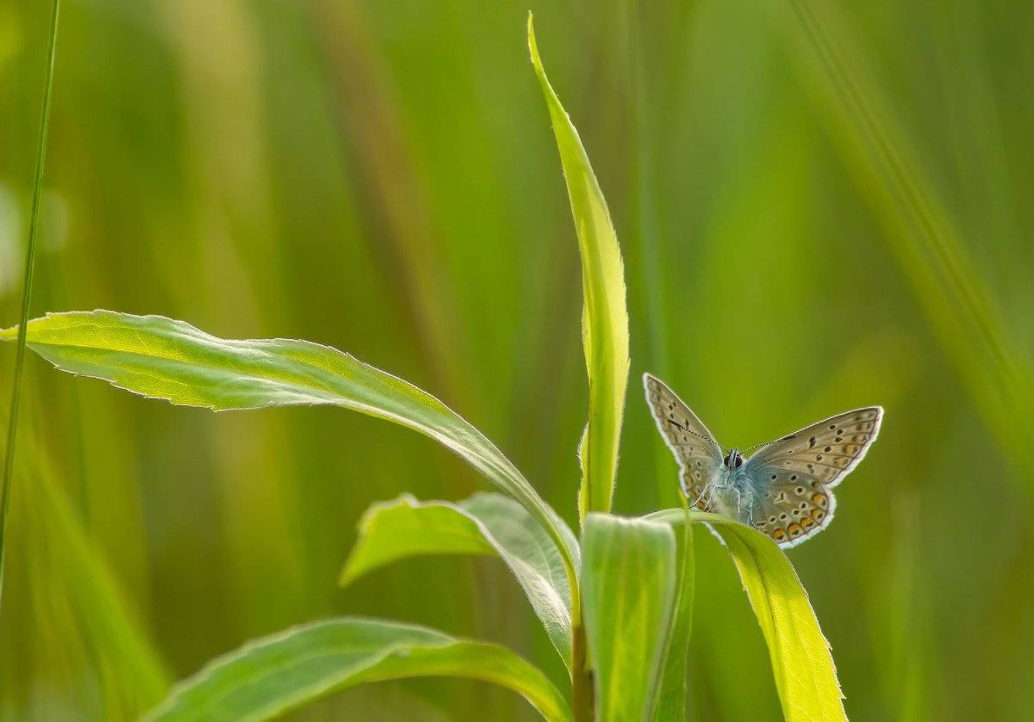 Бабочка, голубянка, икар, Чепленко Алексей