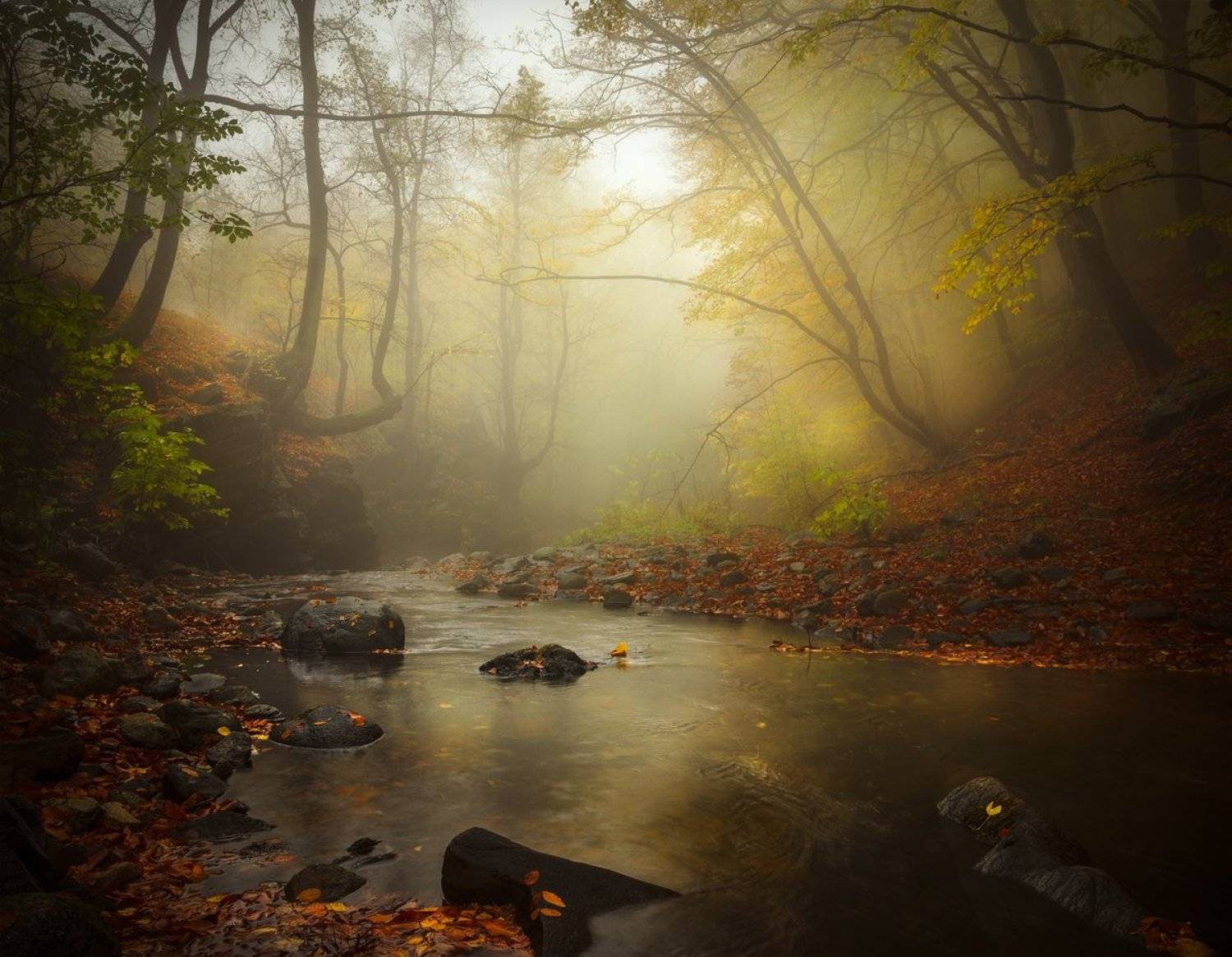 landscape nature scenery forest wood autumn mist misty fog foggy river mountain staraplanina bulgaria туман лес, Александър Александров