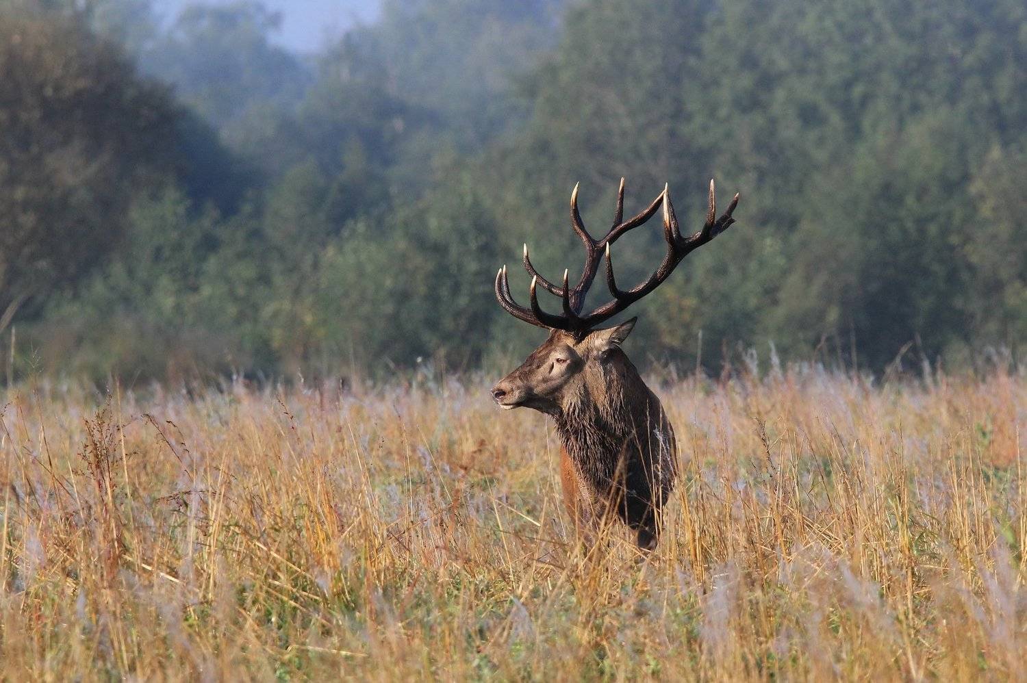 111, Пашкевич Василий