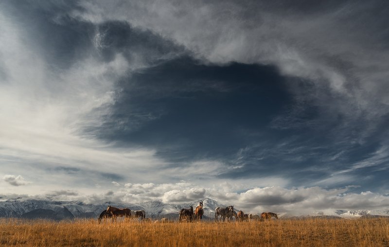 алтай, курайская степь, кони, лошади, небо, горный алтай, пейзаж, северо-чуйский хребет Небесный портал фото превью