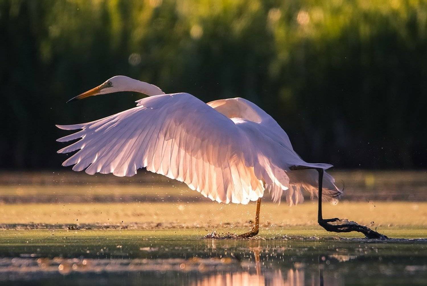 , Вячеслав Мищенко