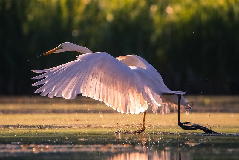 А я бегу такая вся... фото превью