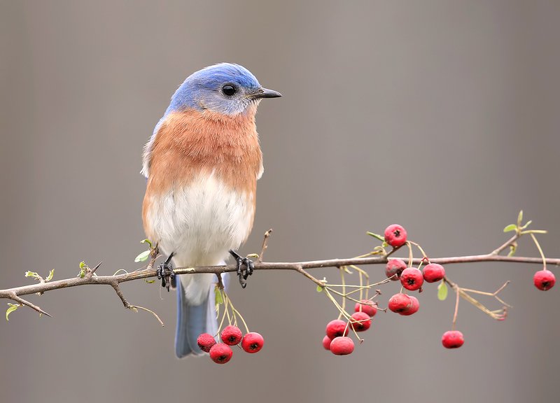 восточная сиалия, eastern bluebird,bluebird Восточная сиалия  - Eastern Bluebird male фото превью