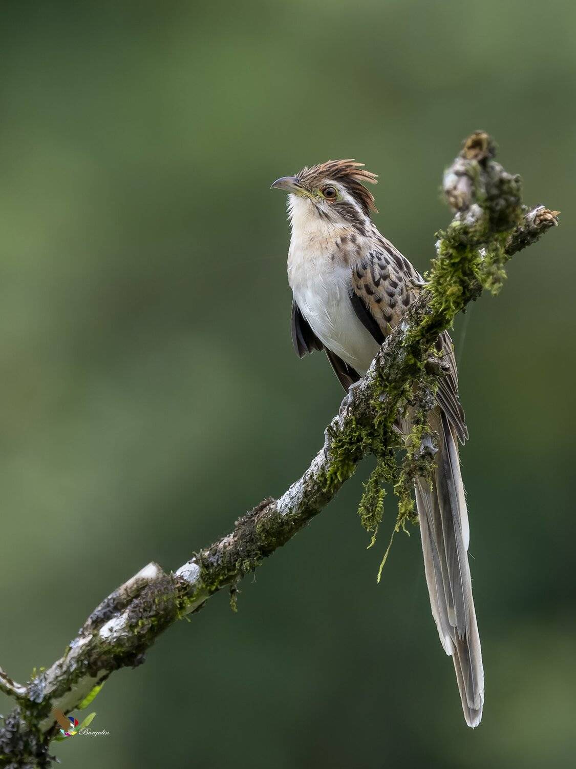 , Fernando Burgalin Sequeira