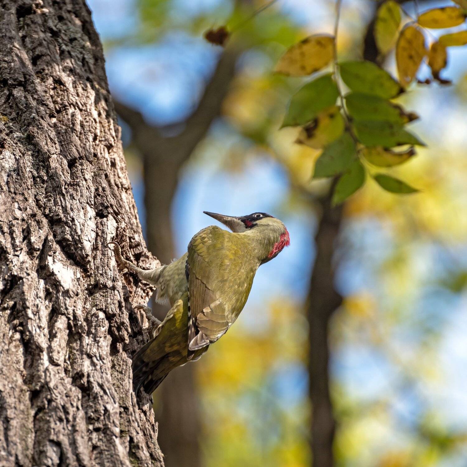 зеленый дятел, Алексей Рыльский