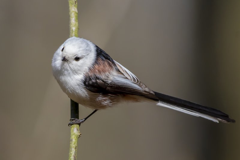 Long Tailed Tit фото превью