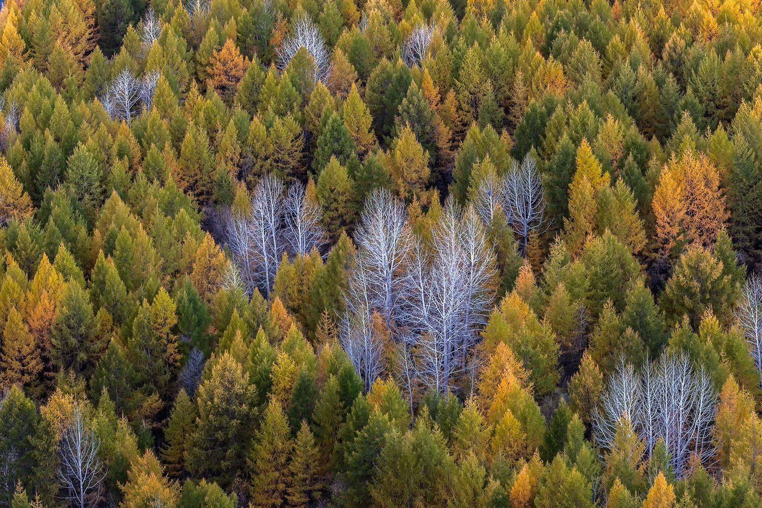 , Елена Маковоз