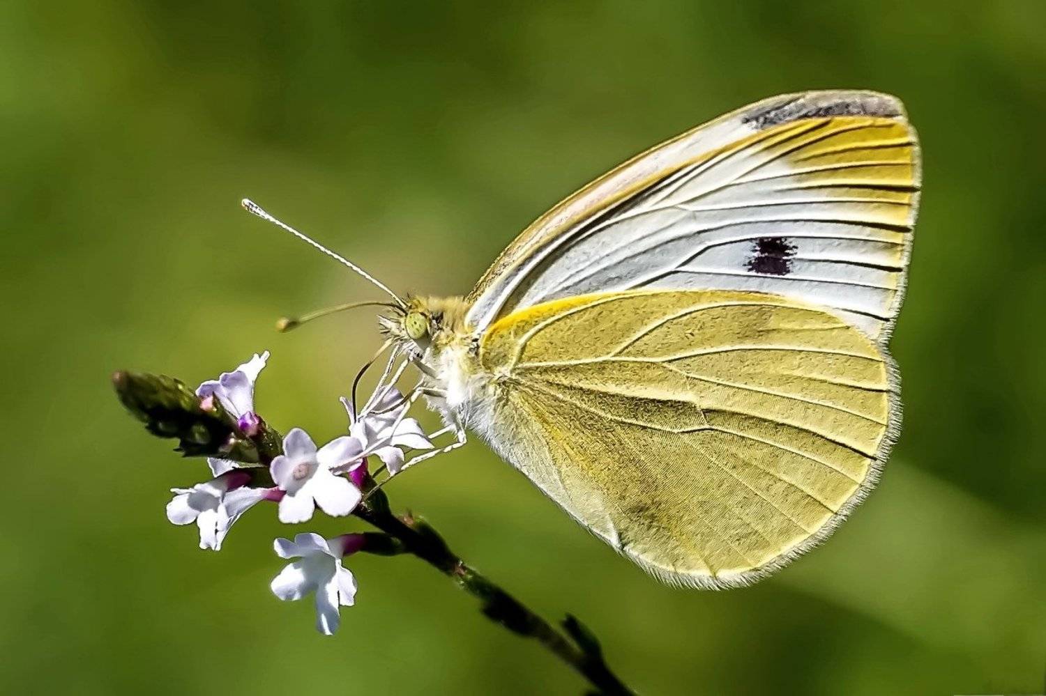 , Razgulyaev Aleksandr