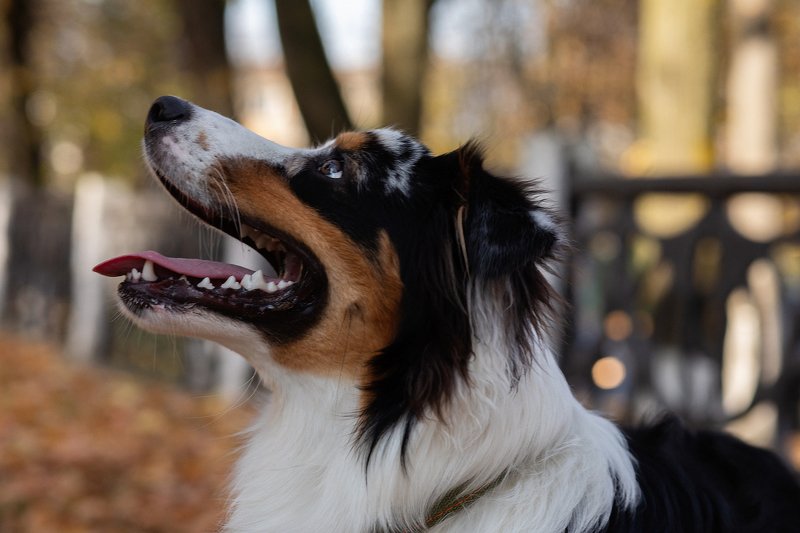 Собака  Аусси фото превью