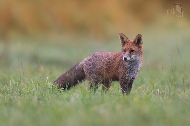 fox фото превью