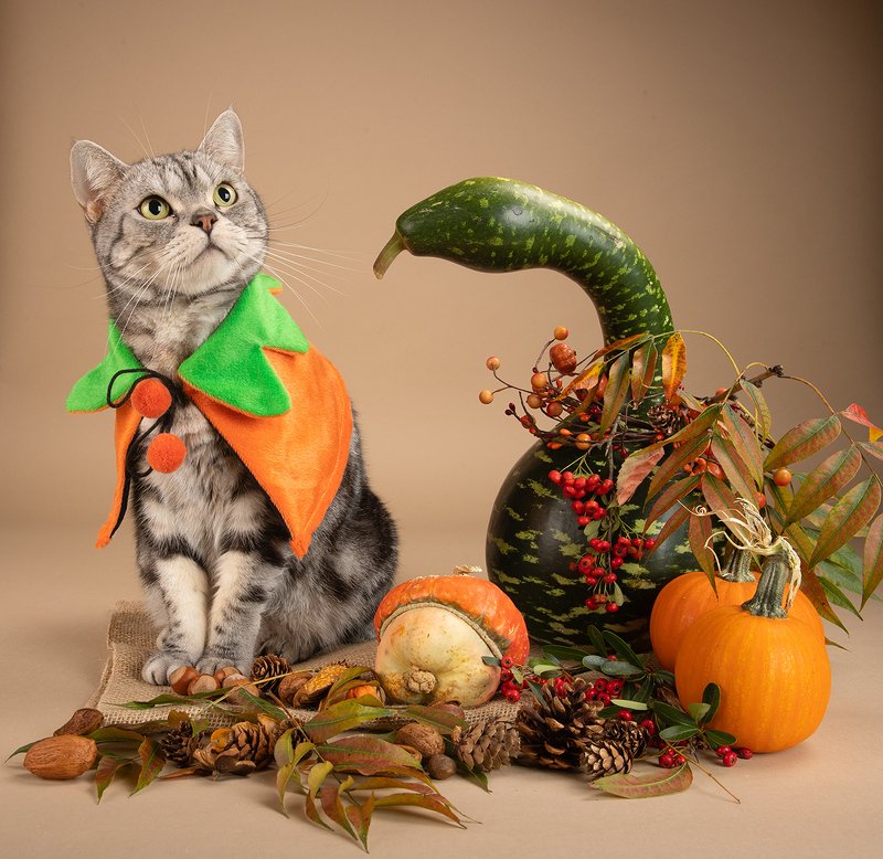 кошка, котенок, сats, домашнии любимцы,натюркотики, осень,autumn, тыквы, pumkin, американский короткошерстный кот, american shorthair cat Маркиз, Сэйдж и Тыквы фото превью
