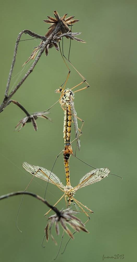 , Игорь ФУММ