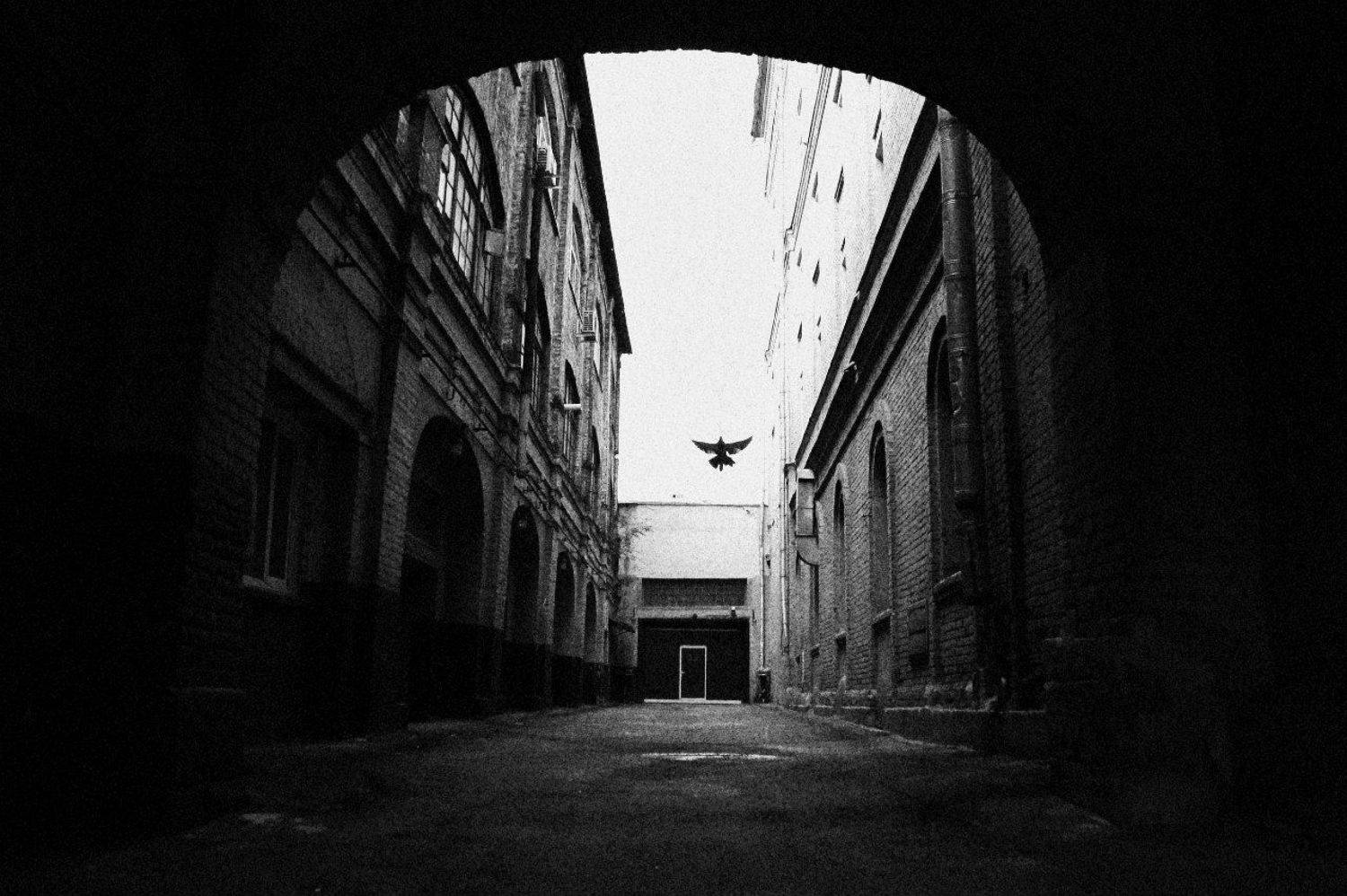 москва, свобода, улица, moscow, street, freedom, bird, Alexey