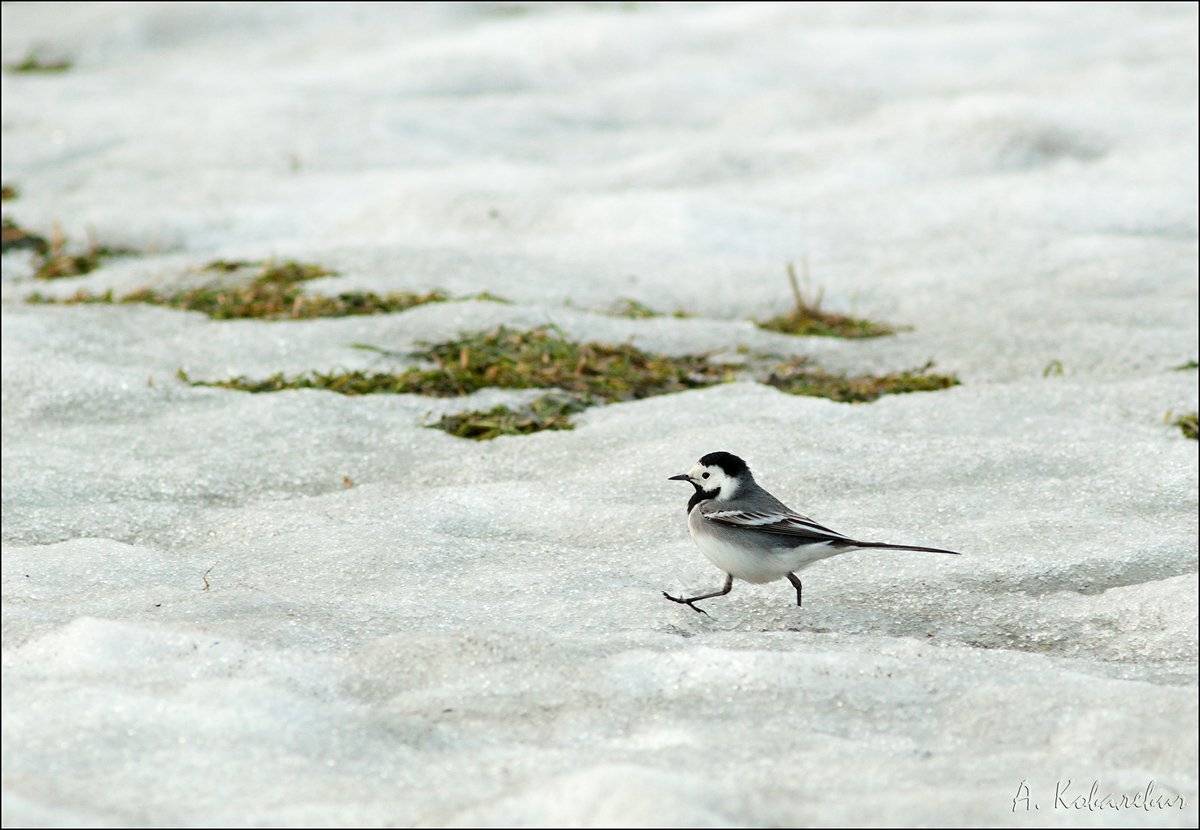 , Ковалевич А.
