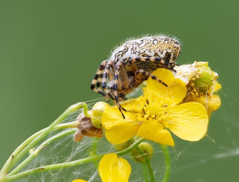 *** фото превью