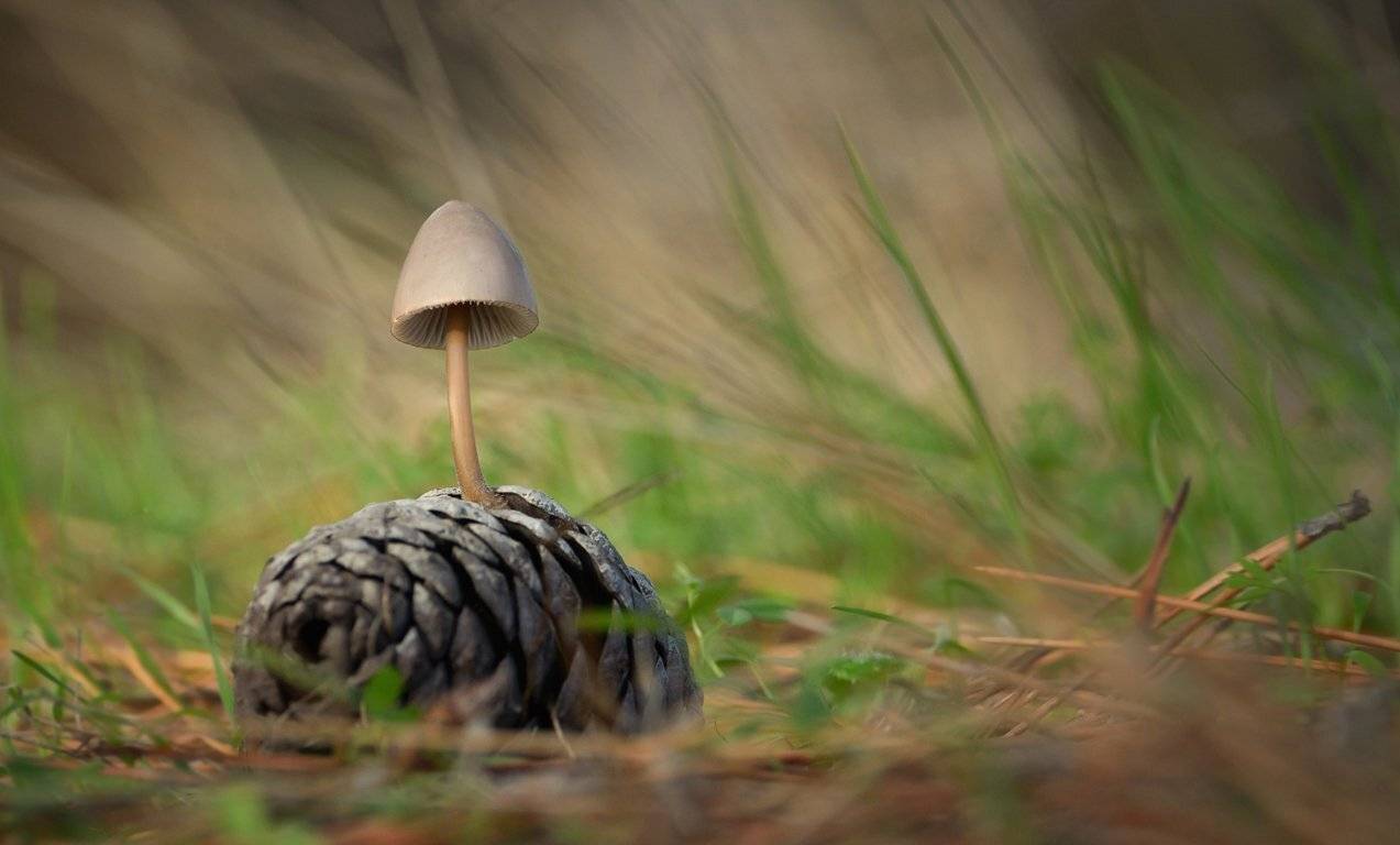 , Румен Паисиев