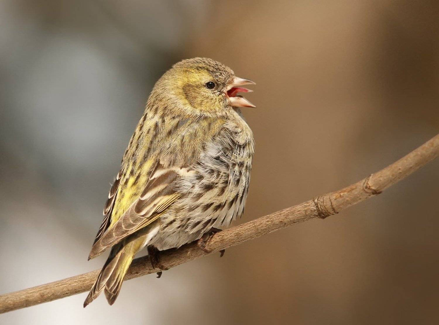 , Зоя Лаптева