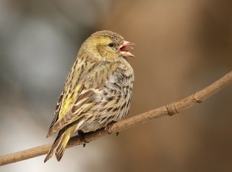 Фулюганка. фото превью