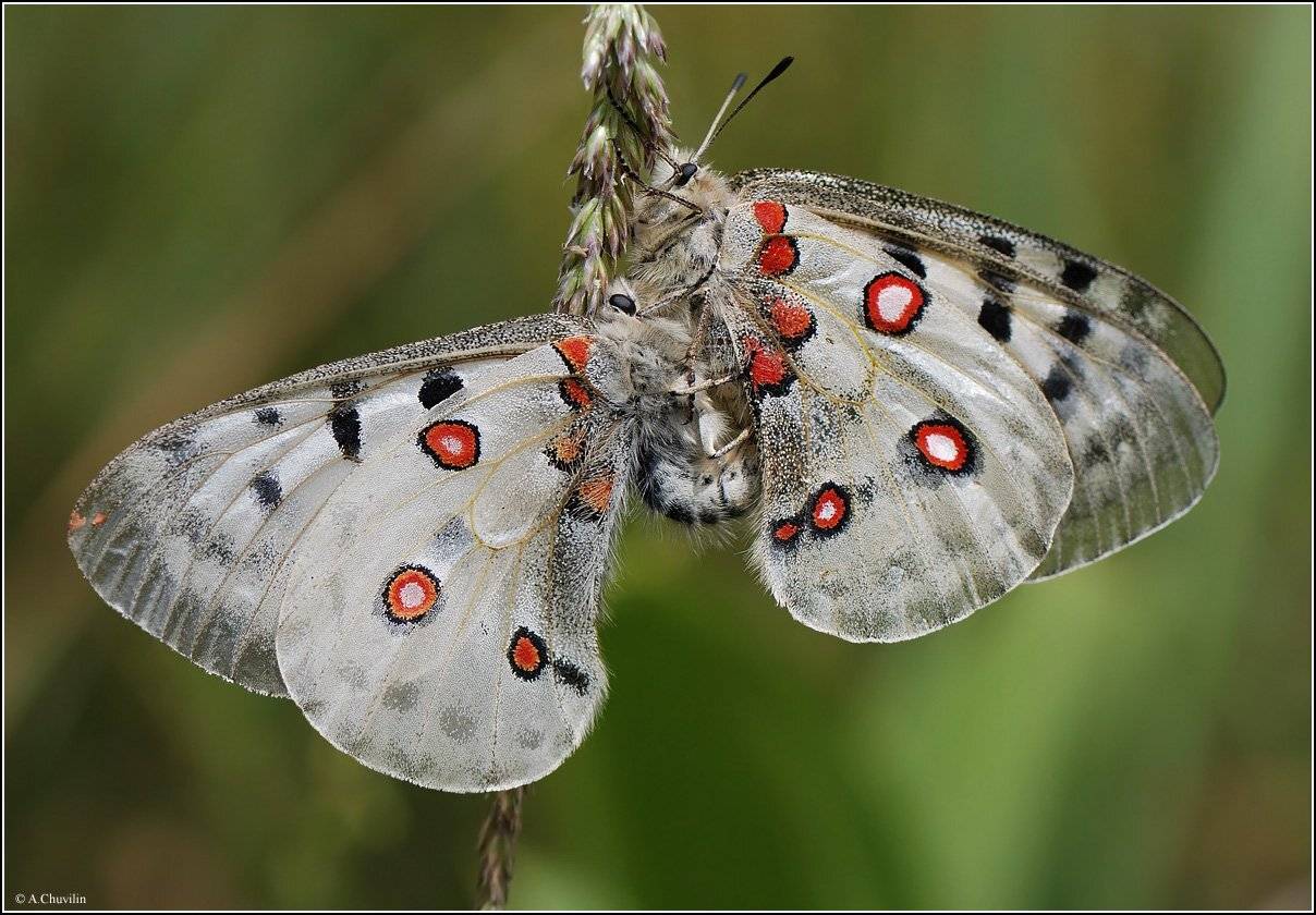 аполлон,apollo,parnassius,тесные,отношения,спаривание, Александр Чувилин
