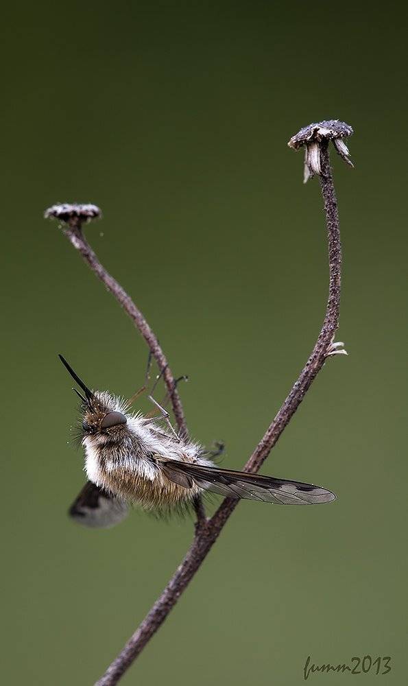 , Игорь ФУММ