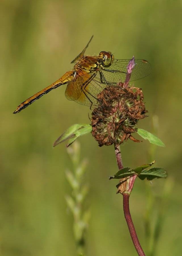 , Чепленко Алексей