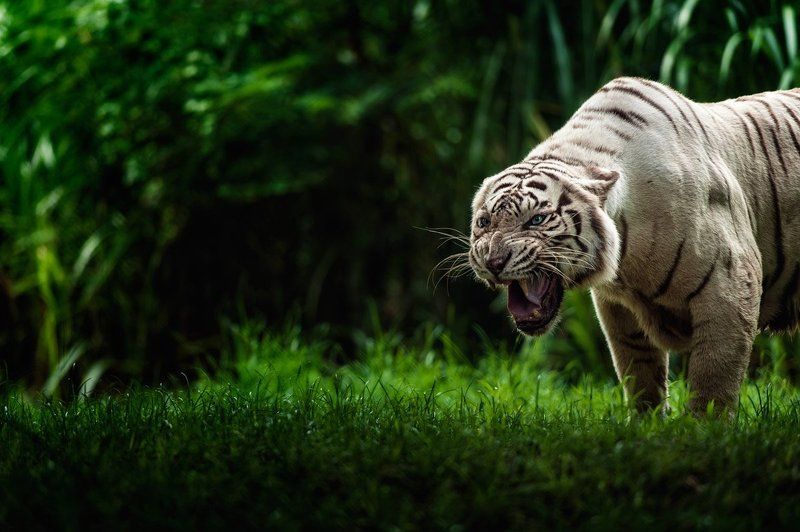 Белый Тигр фото превью