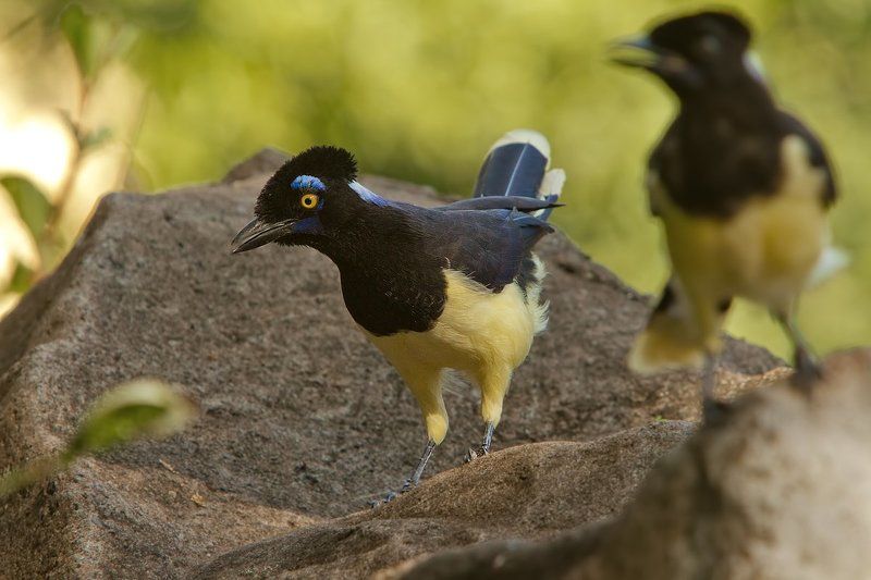 Сойки. Плюшевоголовые разноцветные. фото превью