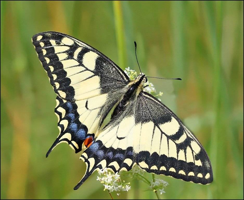 , Андрей Корочкин