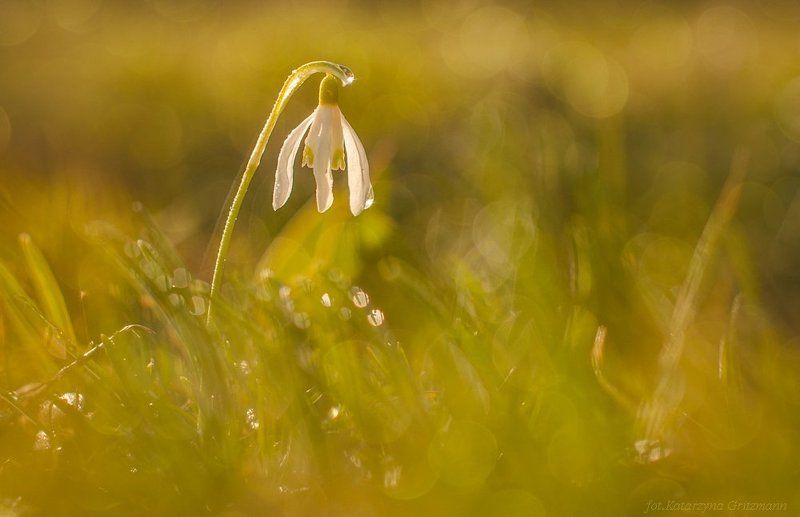 small lantern фото превью