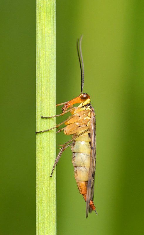 * фото превью