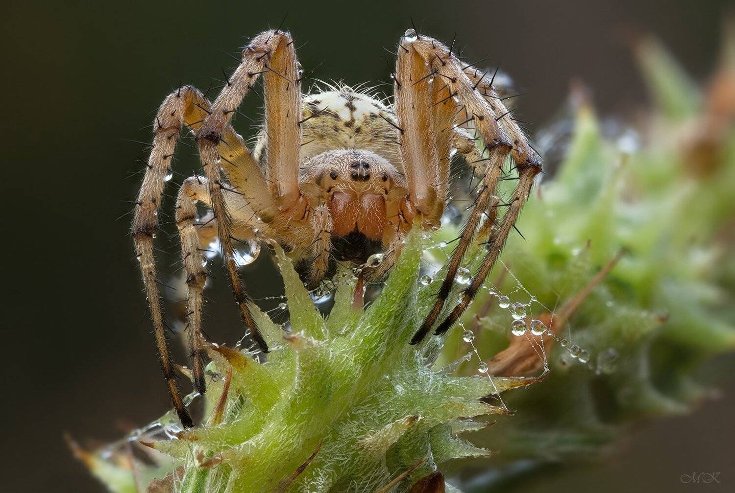 аргиопа, паук-зебра, дождь, Miron Karlinsky