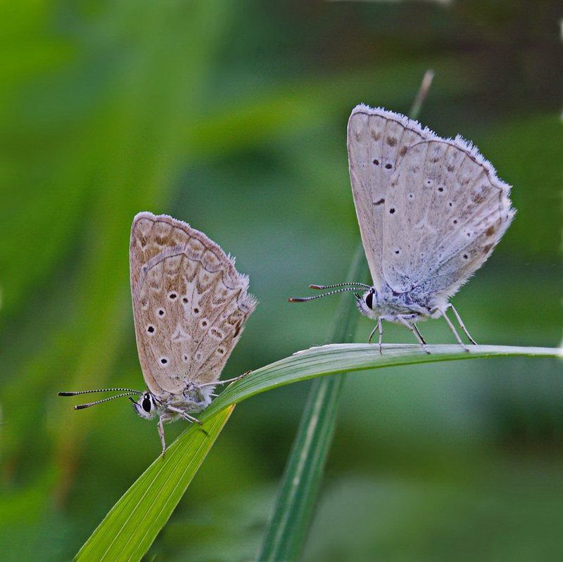polyommatus, daphnis, голубянка, зубчатокрылая Парочка фото превью