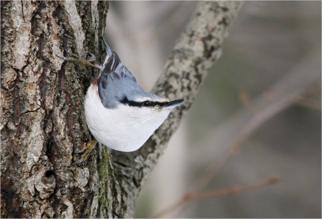 поползень, КарОл