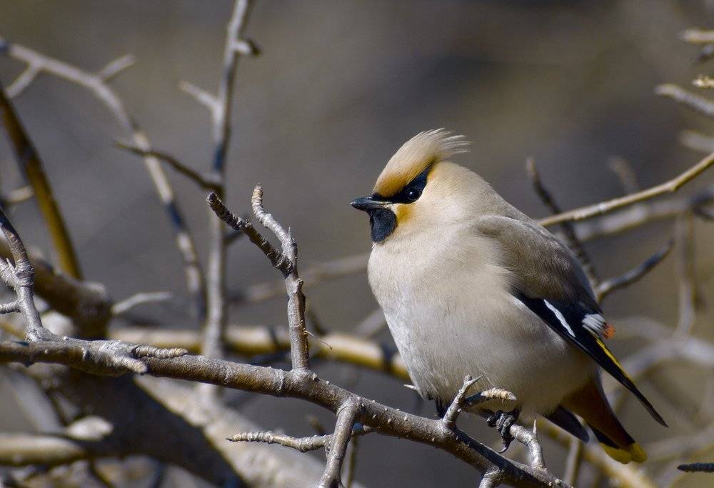 , Николай Морский