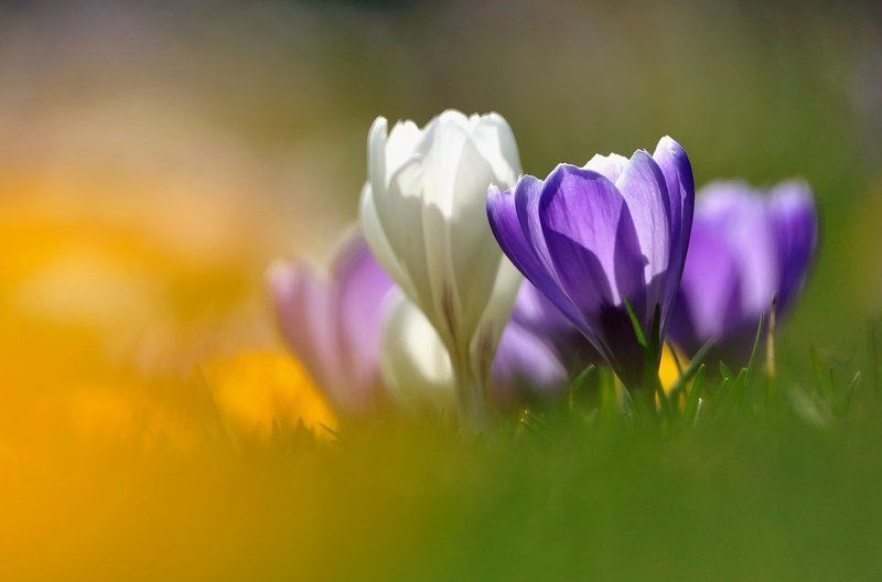 Krokus фото превью