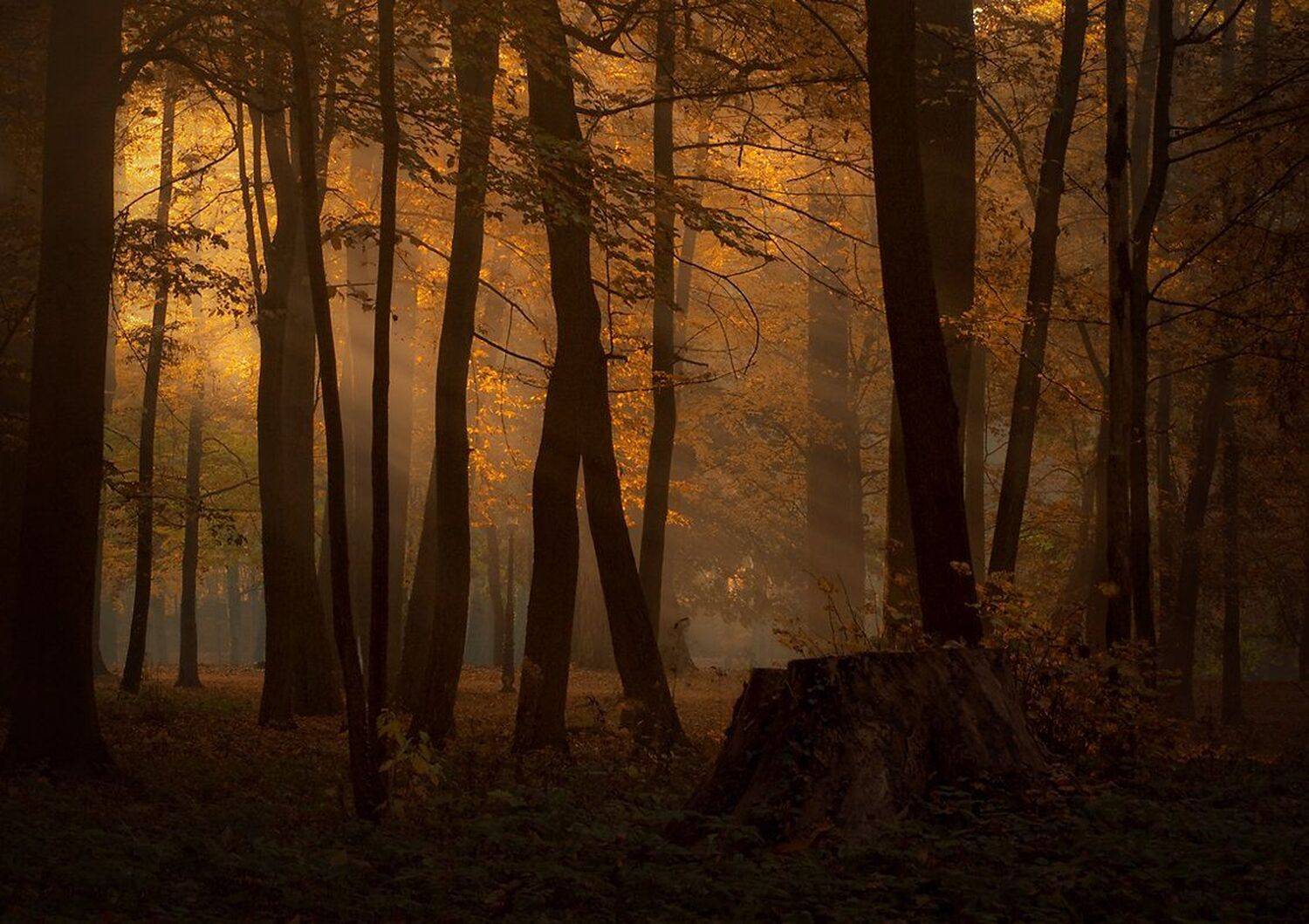 , Miroslaw Grobelski