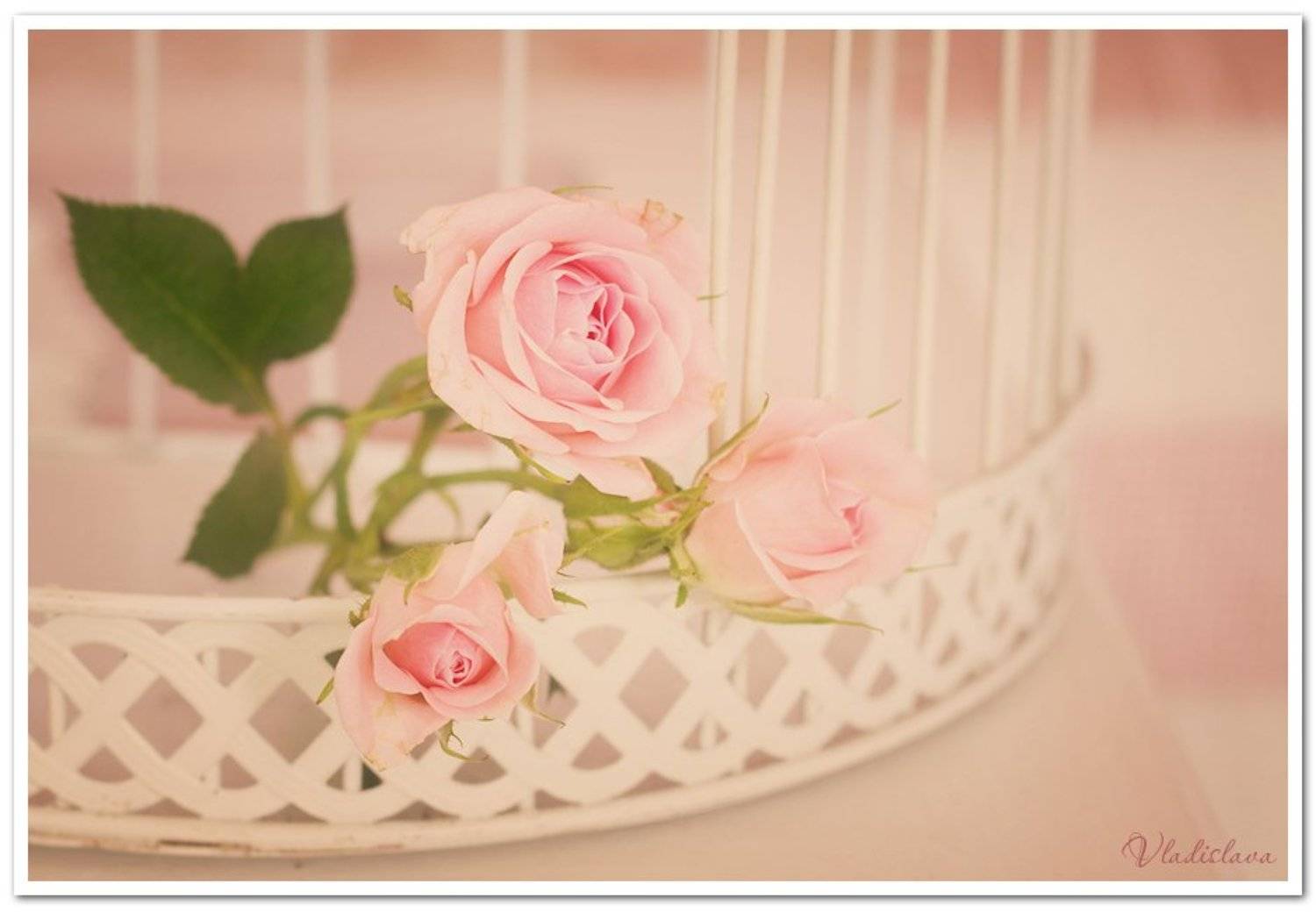 , Владислава Ивайлова Нинова-Евтимова