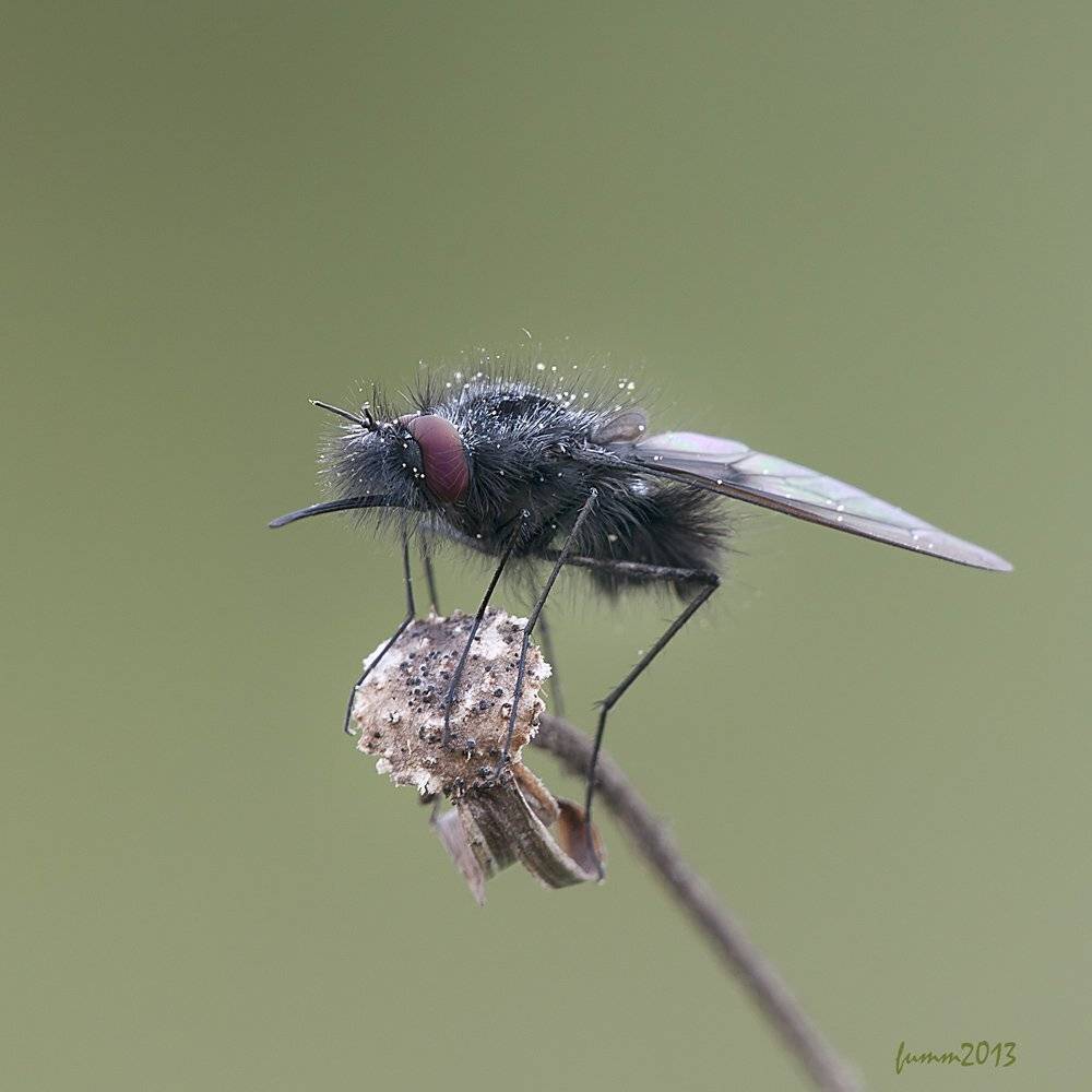 , Игорь ФУММ