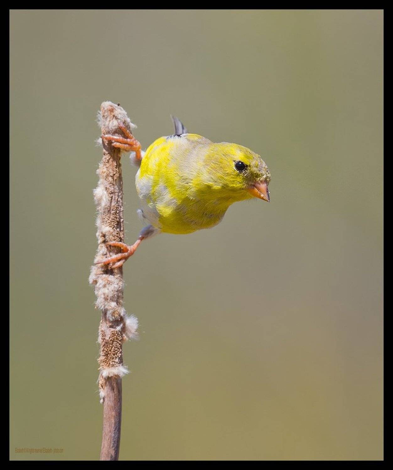 американский чиж, american goldfinch, Elizabeth Etkind