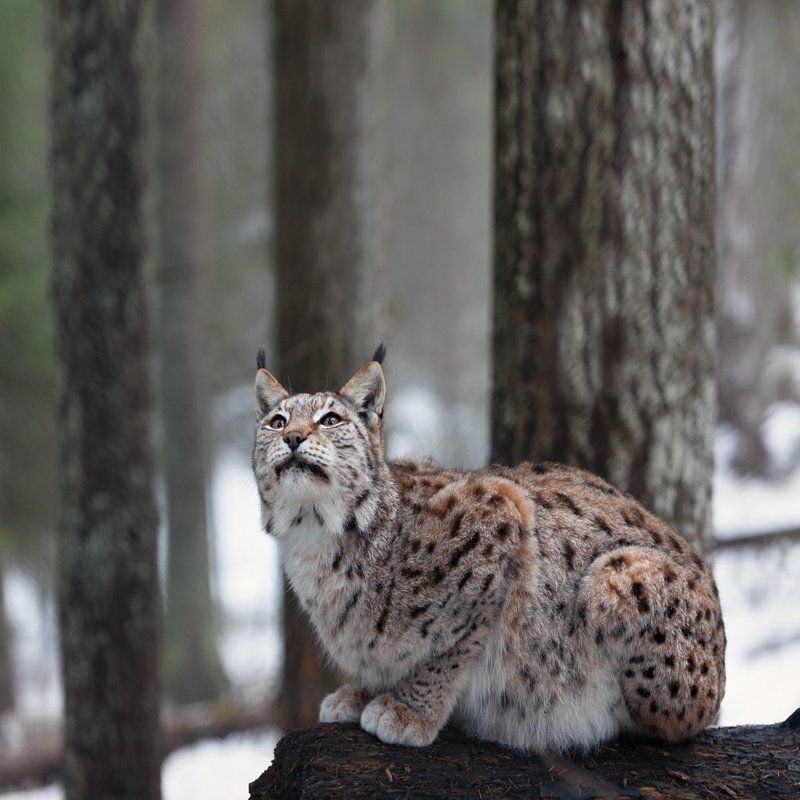 по следам рыси фото превью