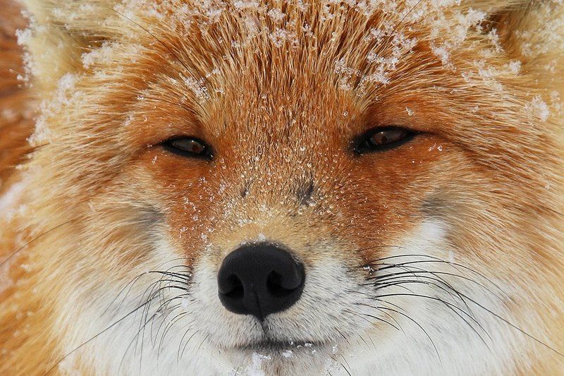 Мудрый лис фото превью