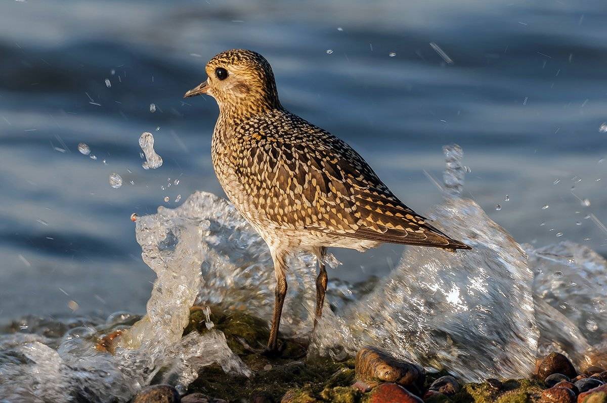 , Александр Абросимов