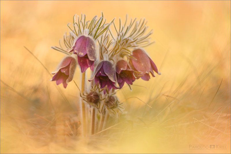 Большие и маленькие фото превью