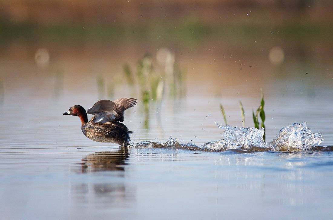 , Евгени Стефанов