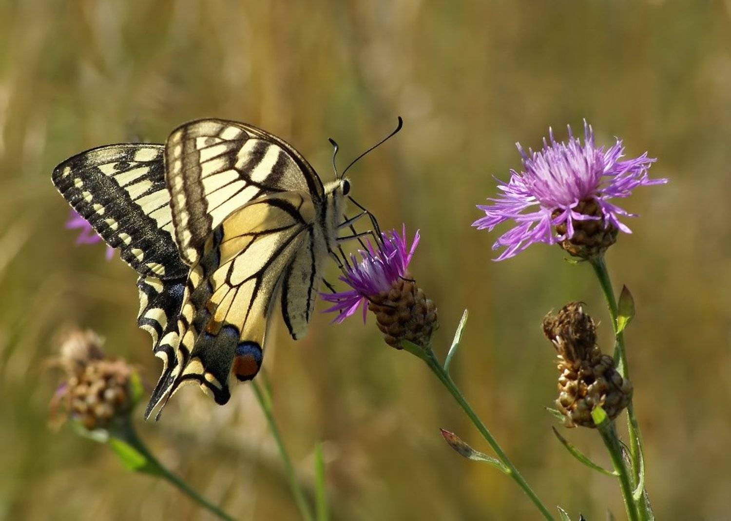 , Чепленко Алексей