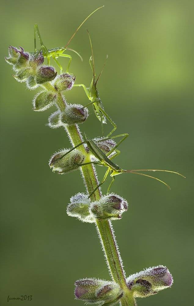 , Игорь ФУММ