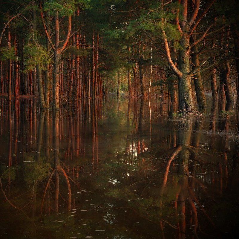 вечер в лесу фото превью