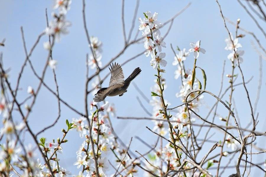 птицы, природа, израиль, цветок, абрикос, миндаль, цветение, весна, дерево, природа, полет, israel, birds, flower, fly, spring, wildlife, Илья Гомыранов