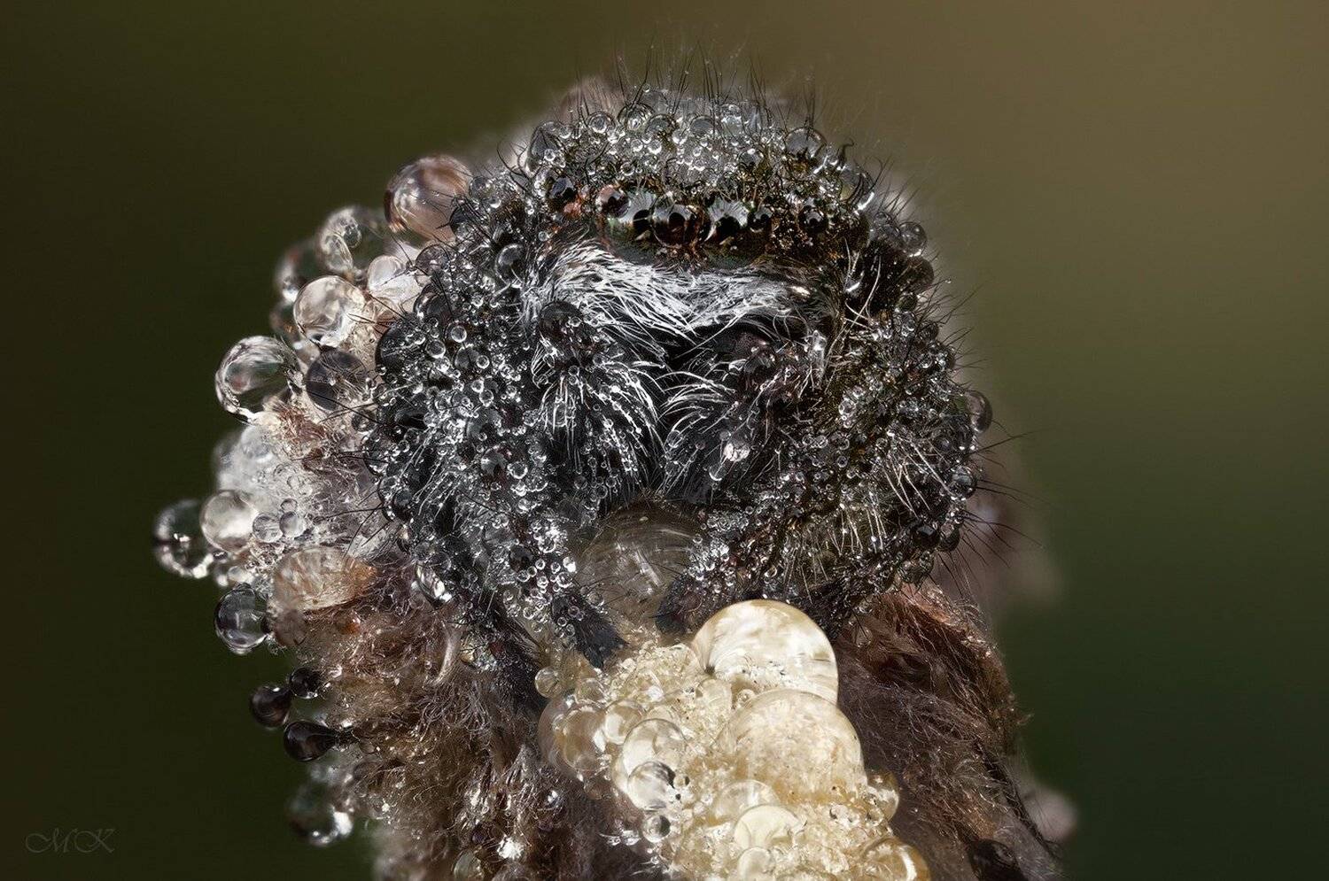 паук-скакун, роса, капли, Miron Karlinsky