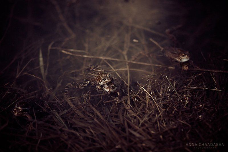 Лягушачья любовь фото превью